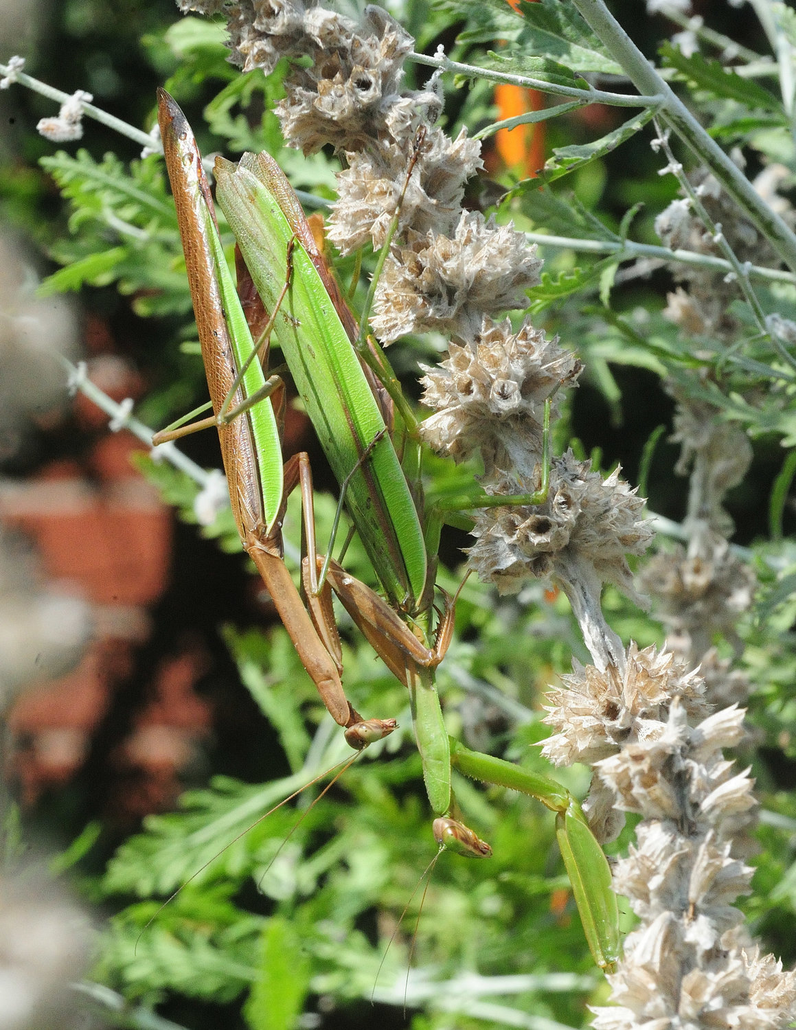 This is a pair of mantises found in Shohola on September 18. The male is to the left and on top of the female. This pair was coupled for at least 20 minutes. Female mantids are slightly larger than the males and display a distended abdomen due to its egg mass during late summer.